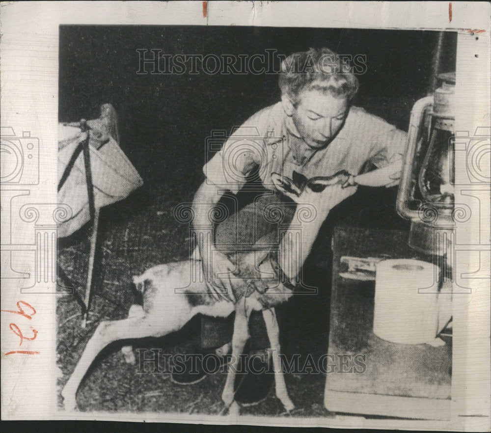 1954 Press Photo Mary Hemingway Gazelle Animal - Historic Images