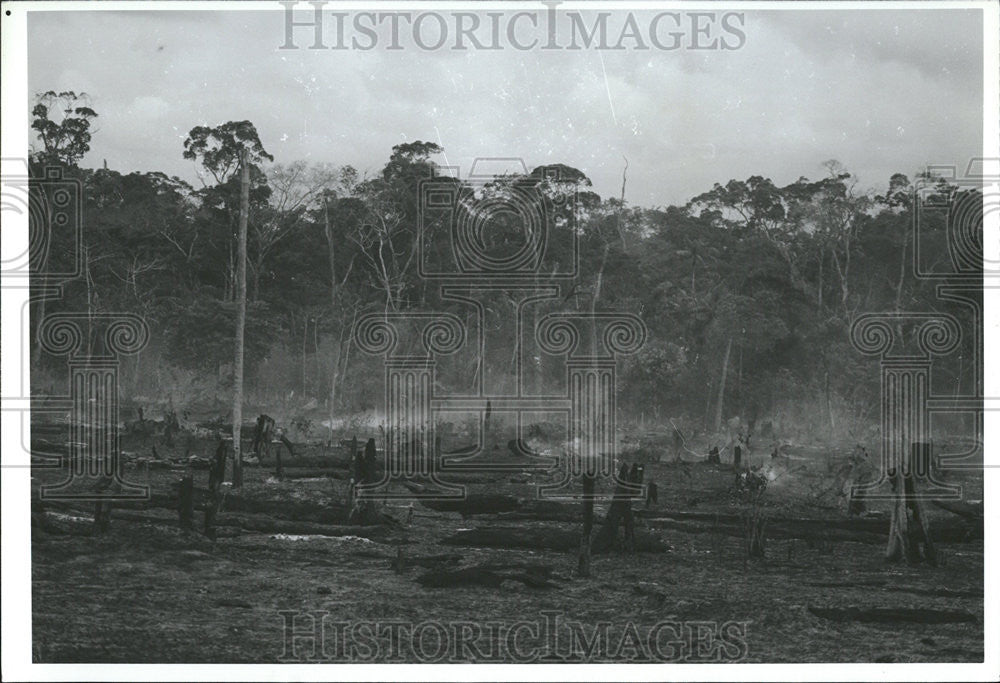 1993 Press Photo Rain Forest clear Land Development rural Brazil - Historic Images