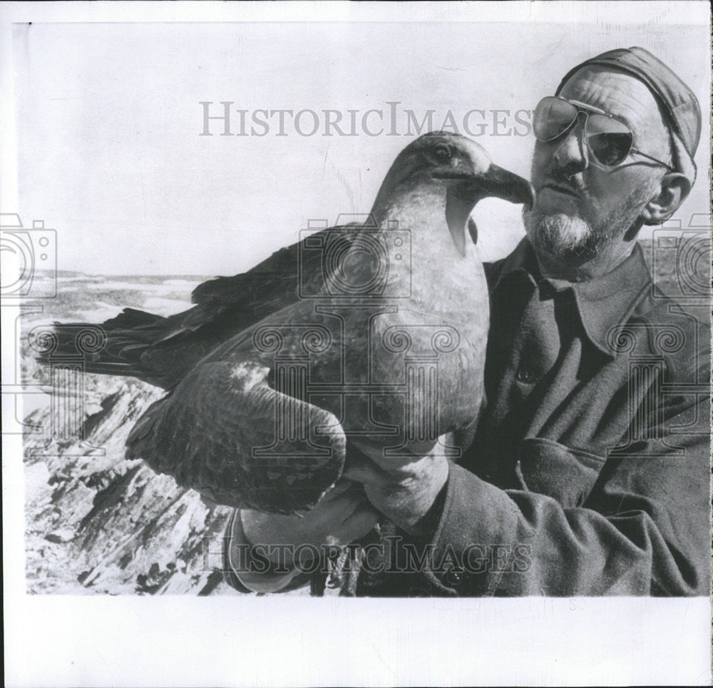 1958 Press Photo Antarctica publicized Penguin Carl Eklund Bird Pole Skua - Historic Images