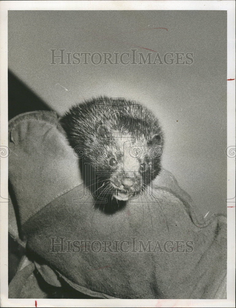 1957 Press Photo Suncoast Raised Florida Coats - Historic Images