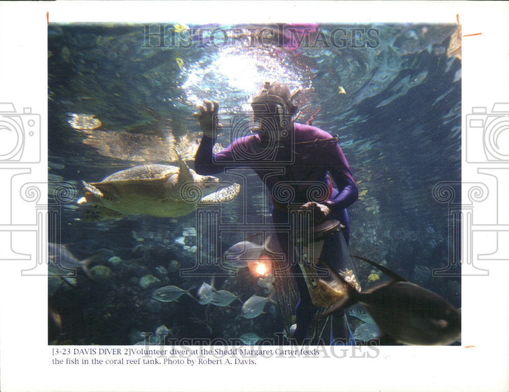 1994 Press Photo Margaret Carter, Volunteer Diver Shedd Aquarium Coral Reef - Historic Images