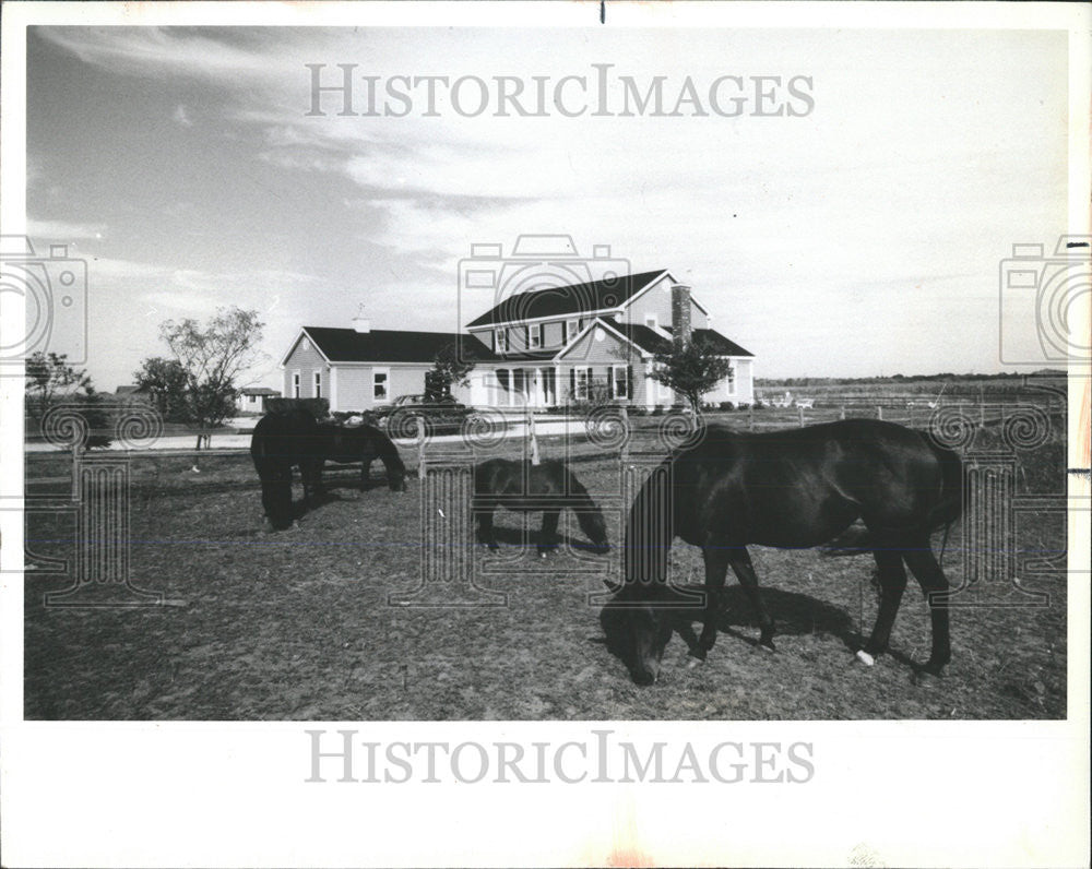 1984 Press Photo US Home Rick Alex two horse ponies transfer move - Historic Images