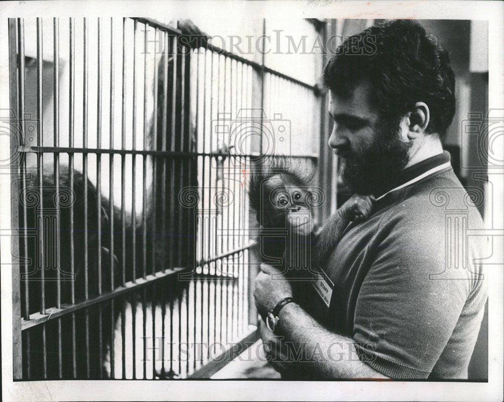 1973 Press Photo Ben Beck breeding program Baby orangutan brook field Zoo man - Historic Images