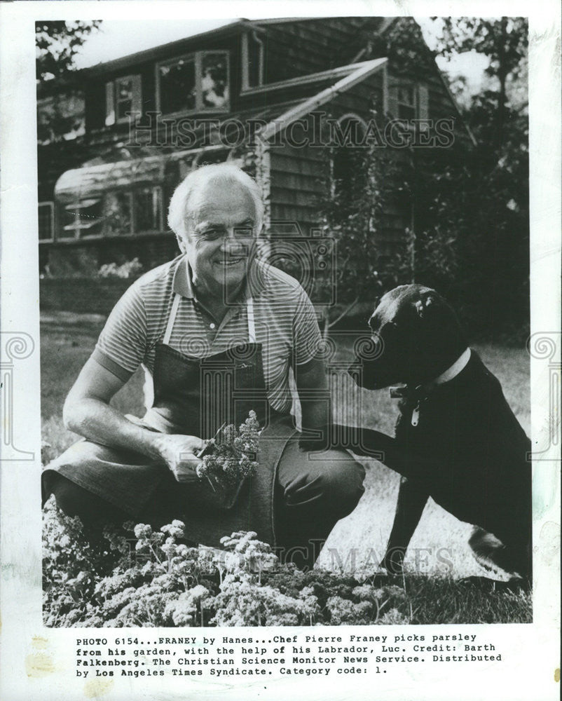 1983 Press Photo Pierre Franey picks parsley in his garden with his pet Labrador - Historic Images