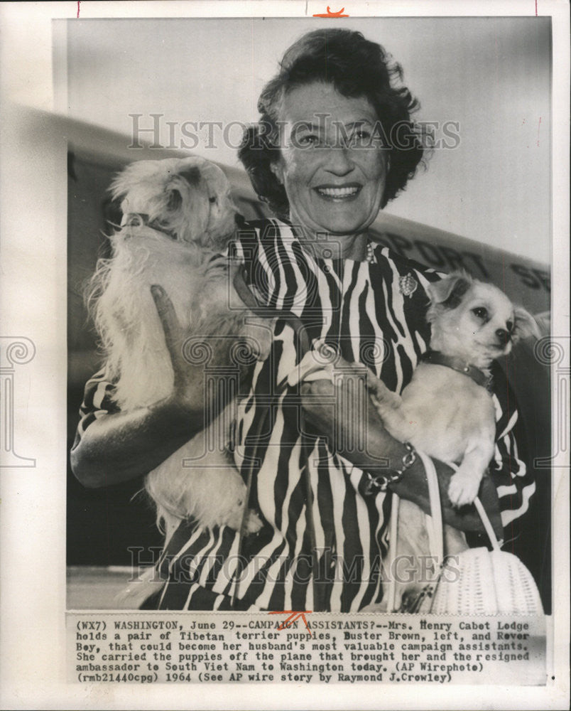 1964 Press Photo Mrs Henry Cabot Lodge Tibetan terrier puppy Buster Brown Rover - Historic Images