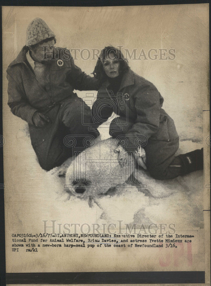 1977 Press Photo Brian Davies American IFAW Founder &amp; Director - Historic Images