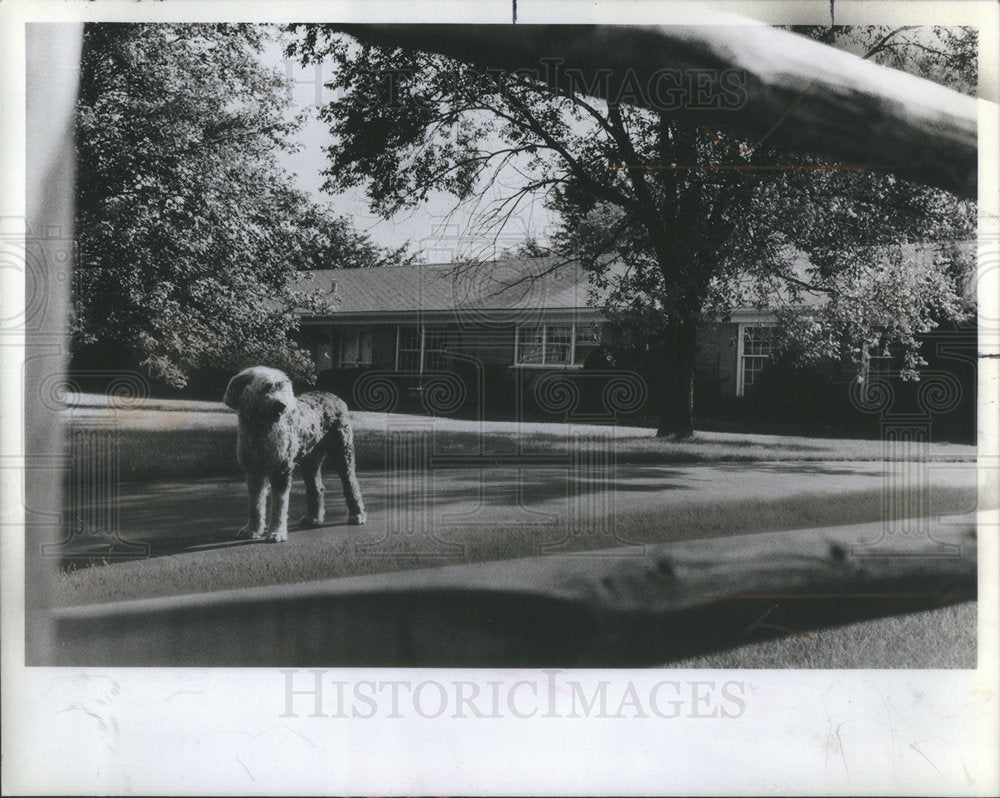 1982 Gunter Doetsch kills himself and his children-Historic Images