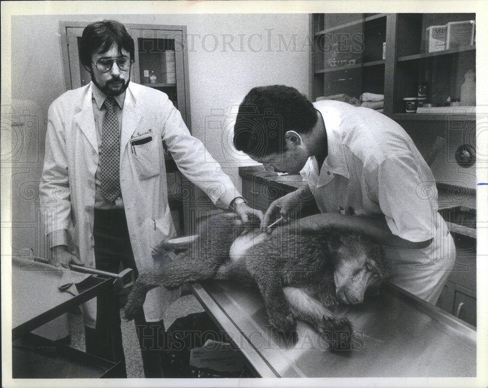 1982 Press Photo Dr B Taylor Bennet Check Baboon Medical School - Historic Images