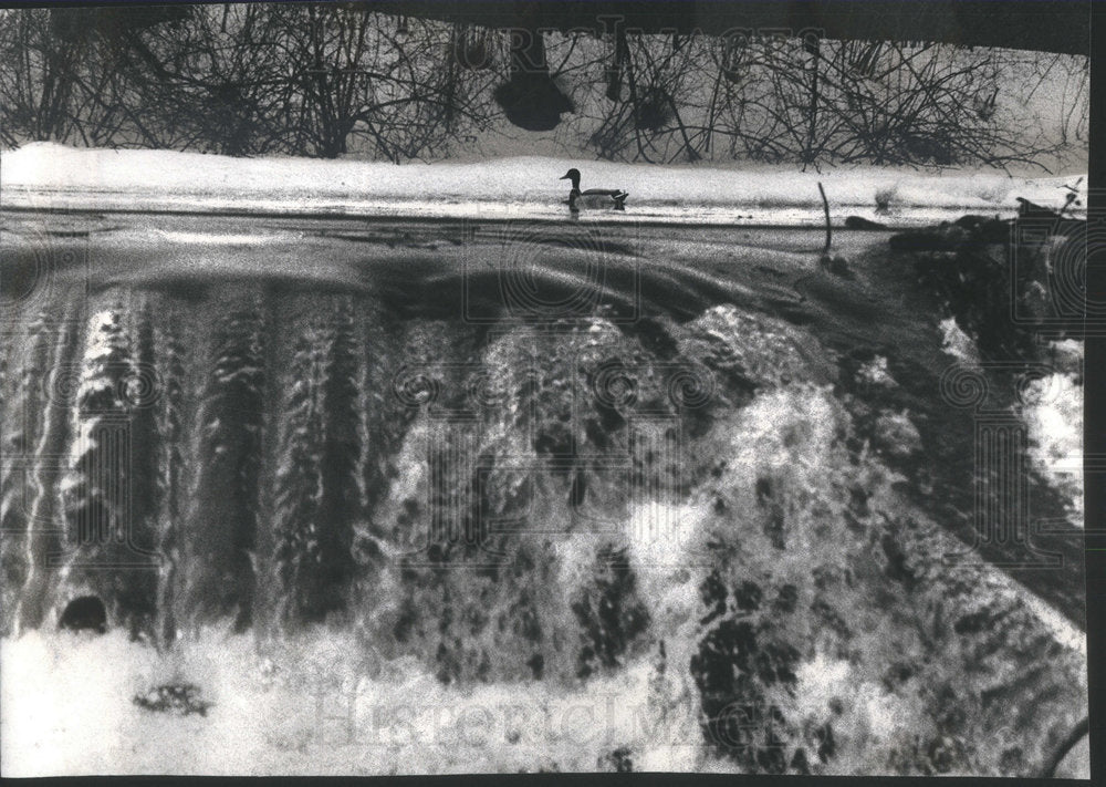 1978 Press Photo Mallard swimming in the creek near Old Gruse Mill in Oak Brook - Historic Images