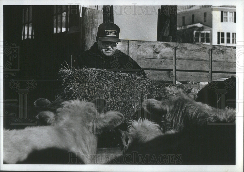 1977 Press Photo Harlan Rigney Throw A Bale Of Hay Into Feed Trough Some Cattle - Historic Images