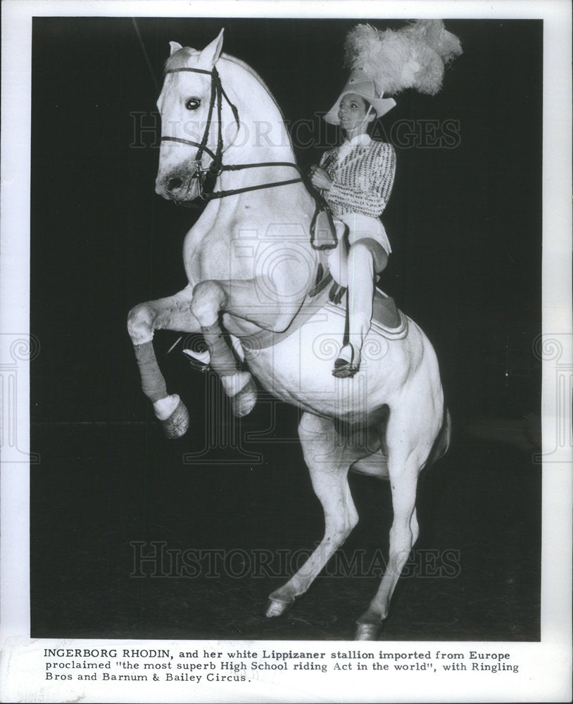 1965 Press Photo Ingerborg Rhodin white Lippizaner Europe superb High School - Historic Images