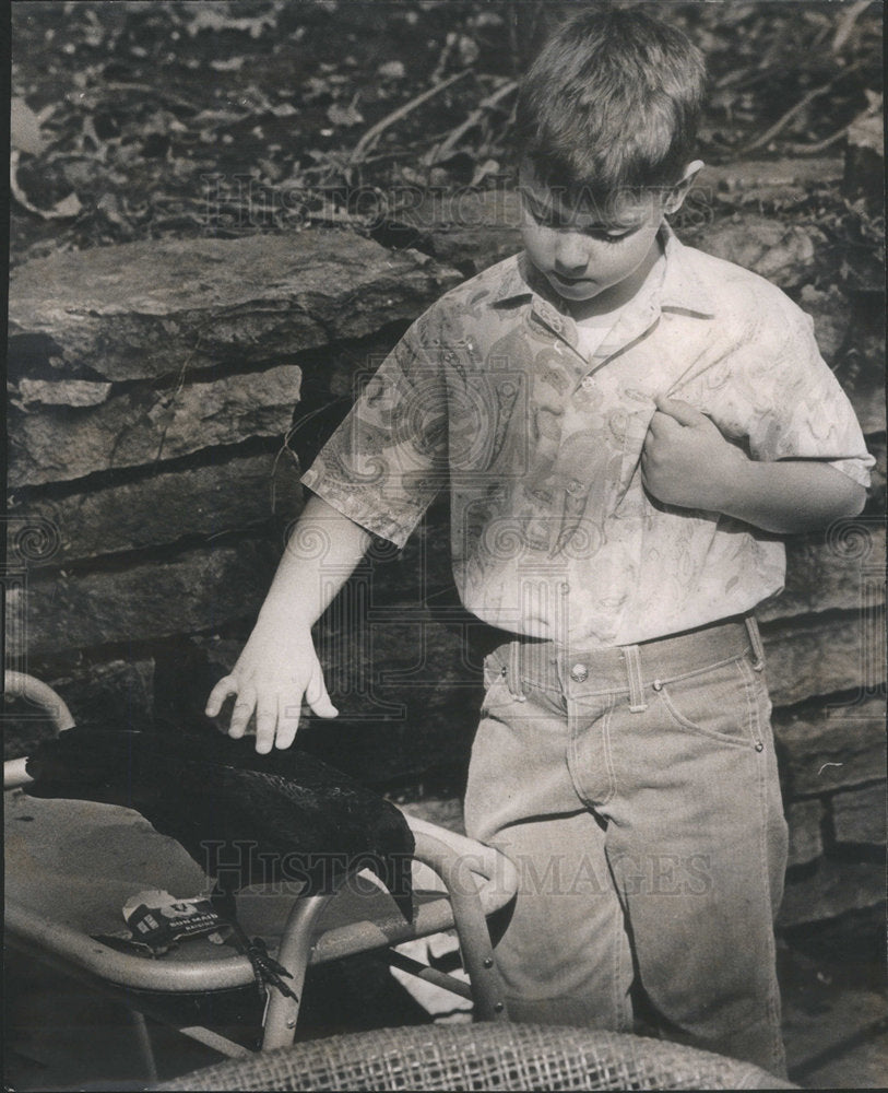 1968 HILLARD MARKS PAT NEIGHBOR'S COW  - Historic Images