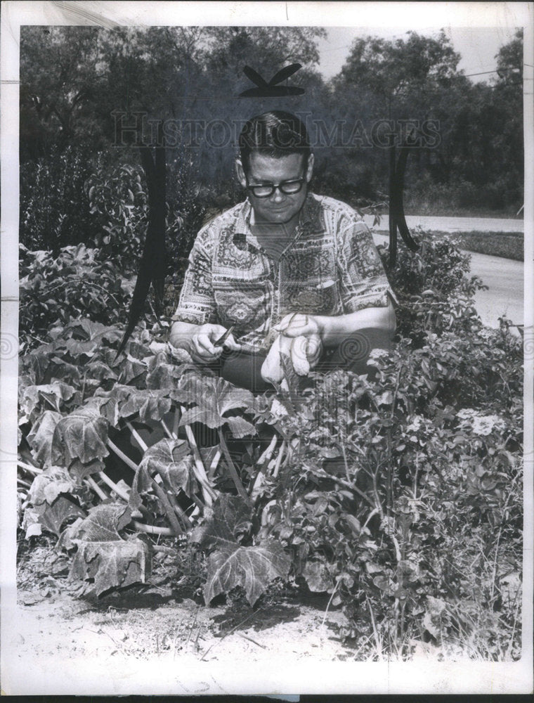 1964 Abilene Man Picking Squash Home Garden - Historic Images