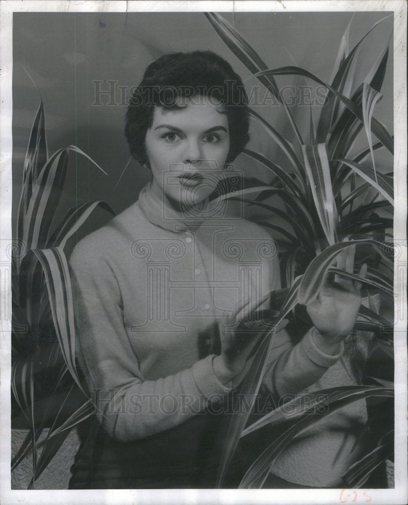 1956 Press Photo:Garfield Lincoln park Island Plant Screw Pine House Plant - Historic Images