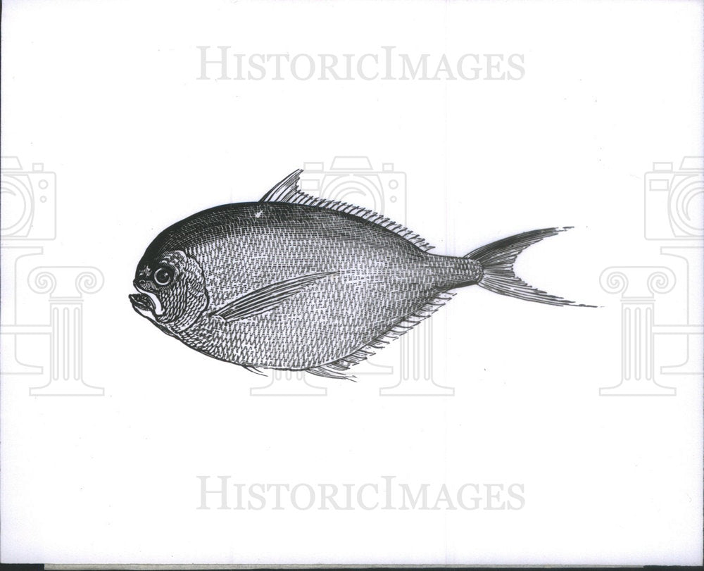 Press Photo Fish Wood Engraving Naturalist Bewick - Historic Images