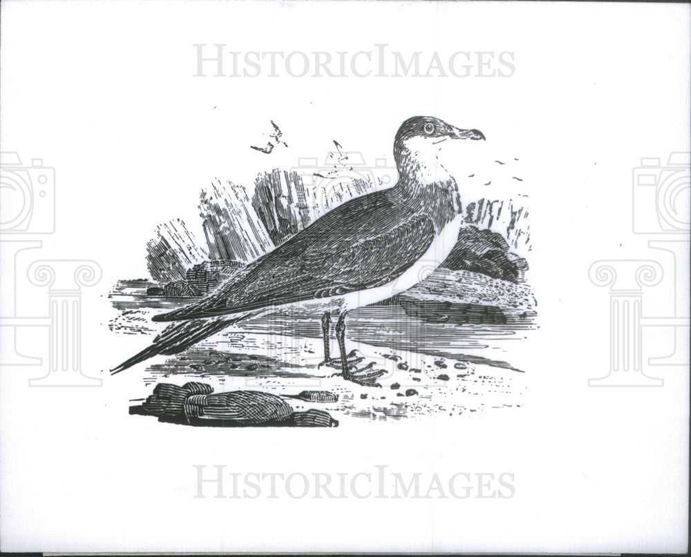 Press Photo Arctic Gull Portrait Wood Engraving By Naturalist Bewick - Historic Images