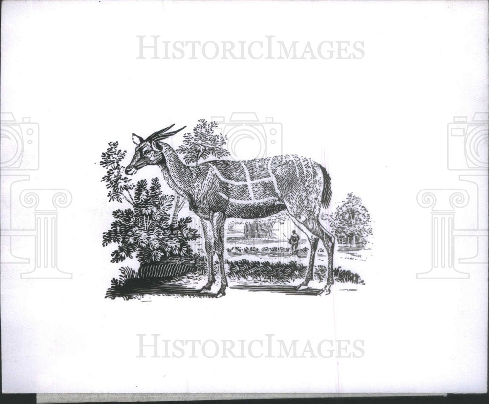 Press Photo Wood Quadruped Carving Thomas Bewick Chicago Museum - Historic Images