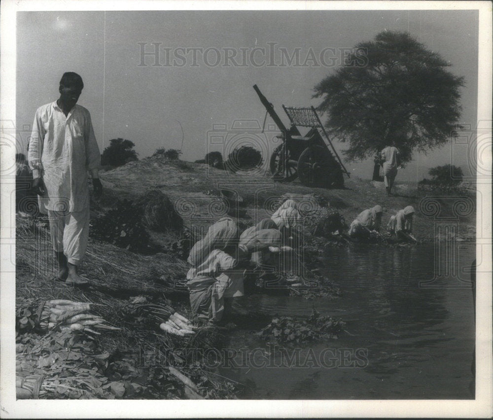 1974, Women Wash Turnips For City Market Village Tarlai Kalan India - Historic Images