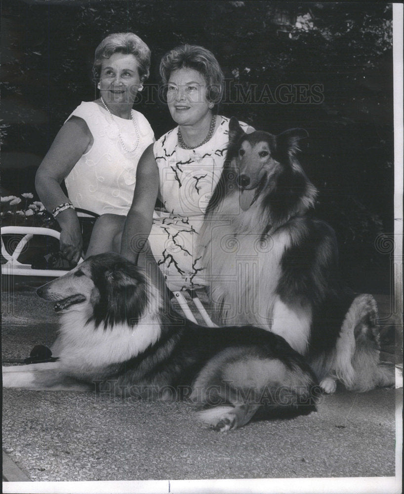 1968 Gog Biscuit camera picture worth  thousand words human cat's - Historic Images