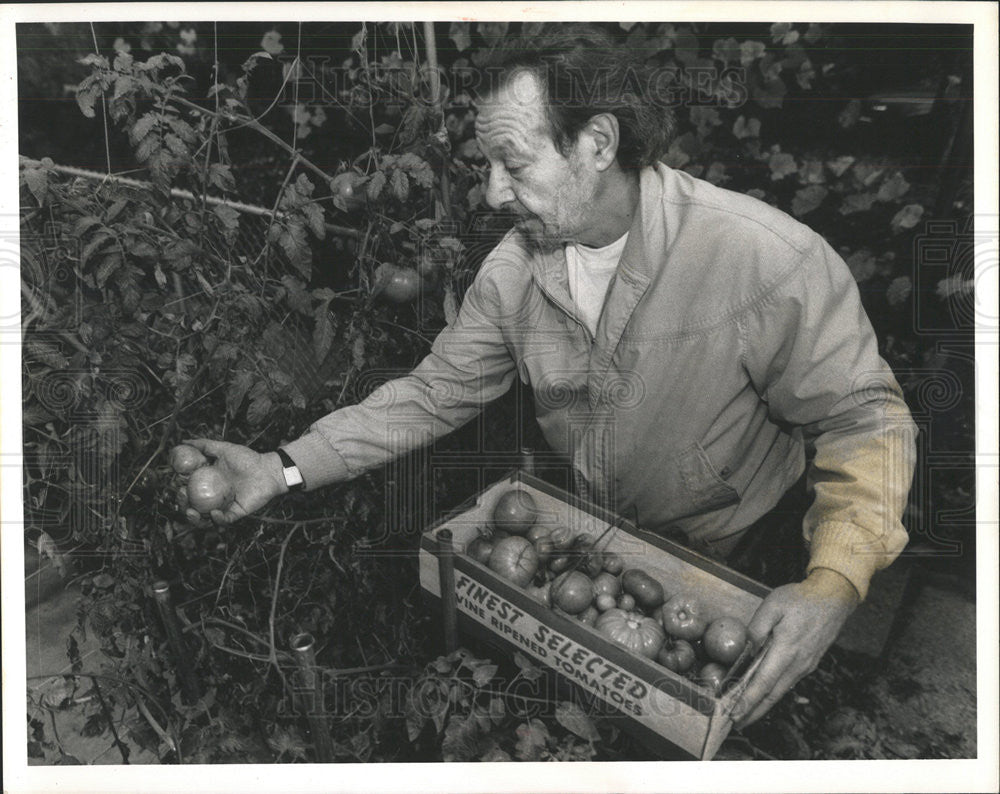 1989 Press Photo Larry Weintraub Picking Tomatoes - Historic Images