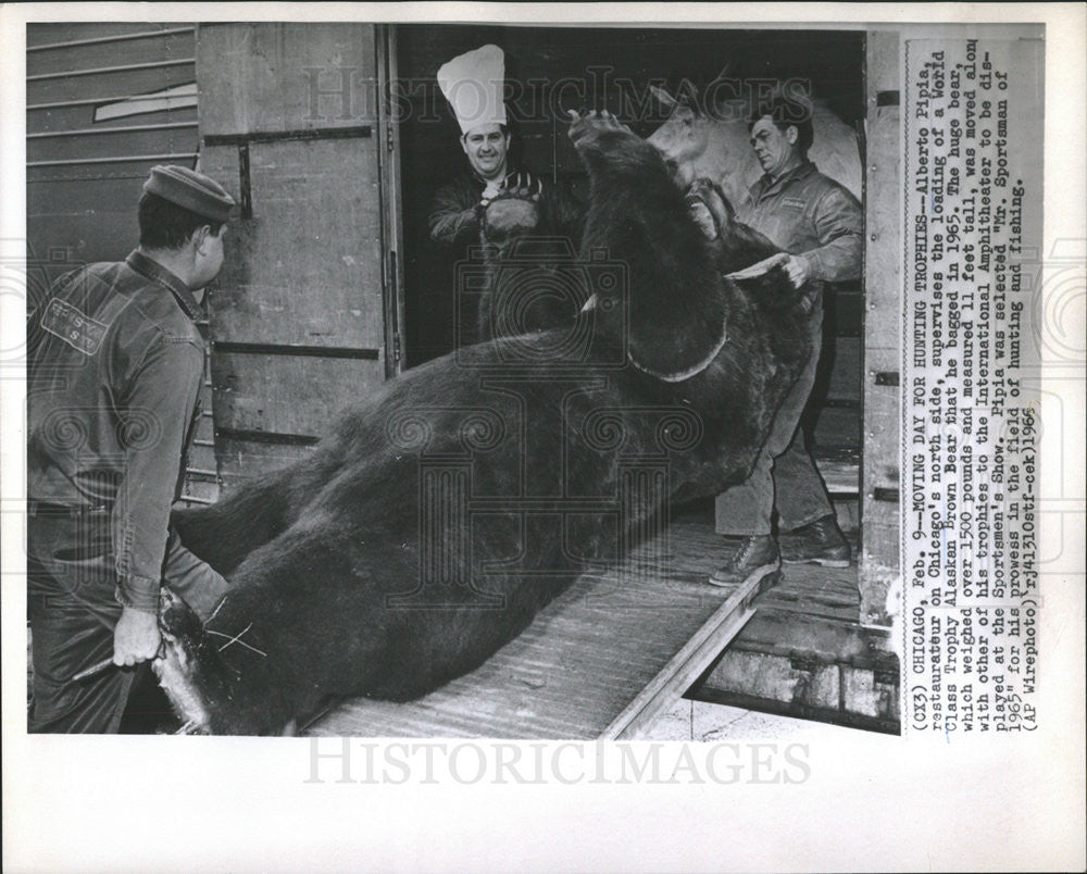 1966 Press Photo Alberto Pipia Chicago Restaurateur Loading Alaskan Brown Bear - Historic Images