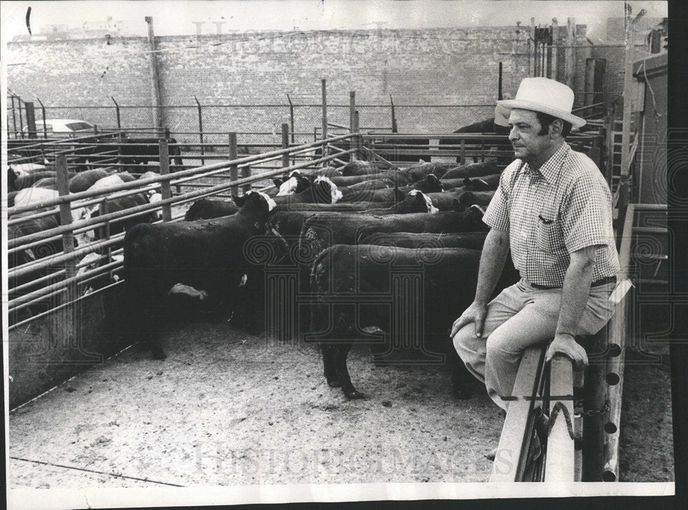 1973 Press Photo Walter Mander of Lincoln Meat Co.with cattle - Historic Images