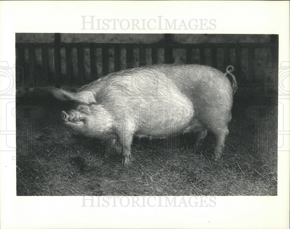 James Wyeth&#39;s Portrait of a Pig, oil on Canvas. - Historic Images