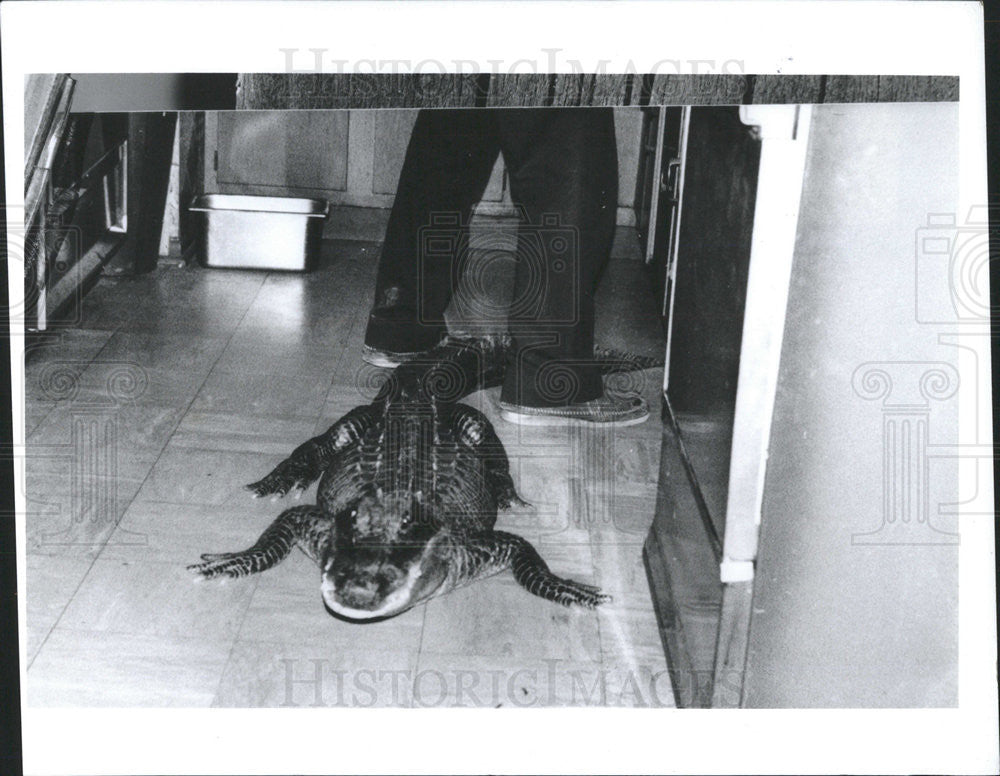 1994 Press Photo Alice The Alligator On The Floor - Historic Images