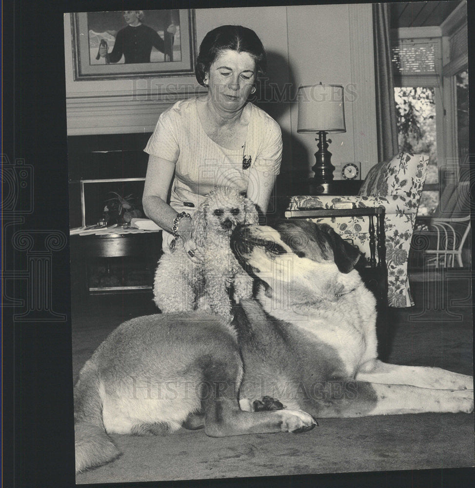 1964 Press Photo Mrs. Sethness playing with St Bernard and Poodle - Historic Images