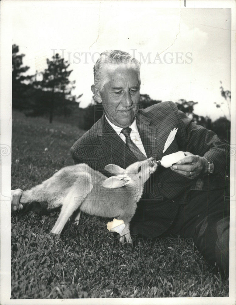 Marlin Perkins, Director of the St. Louis Zoological Gardens feeds baby kangaroo - Historic Images