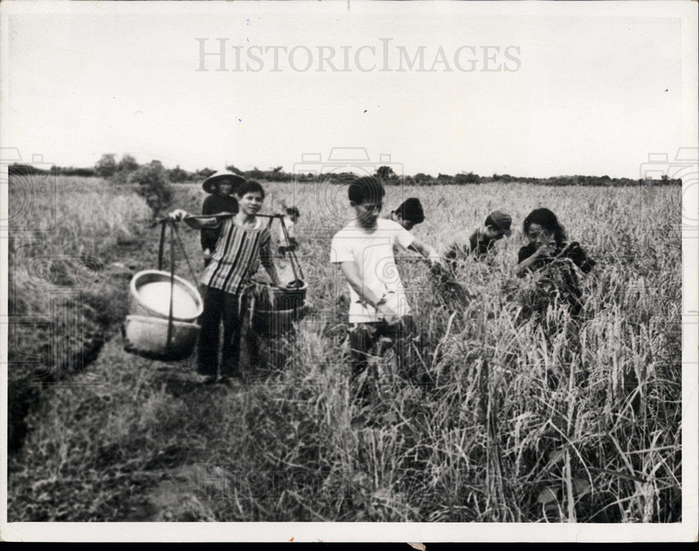 1965 Press Photo South Vietnamese harvest rice - Historic Images