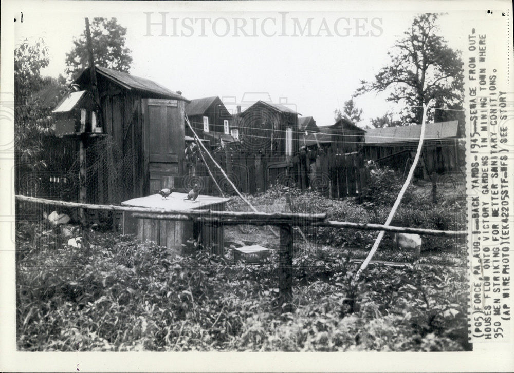 1945 Press Photo
350 Men Striking
Better sanitary conditions
Victory Gardens - Historic Images