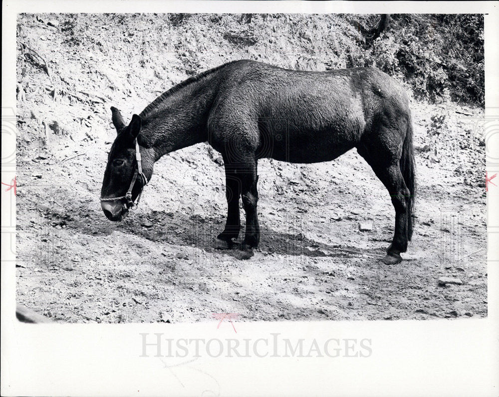 1971 Press Photo Kate. Murphy&#39;s Prize Mule, in Western N Carolina Hills - Historic Images