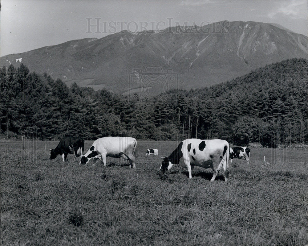 Press Photo Japanese Dairy Farm, Japan - Historic Images