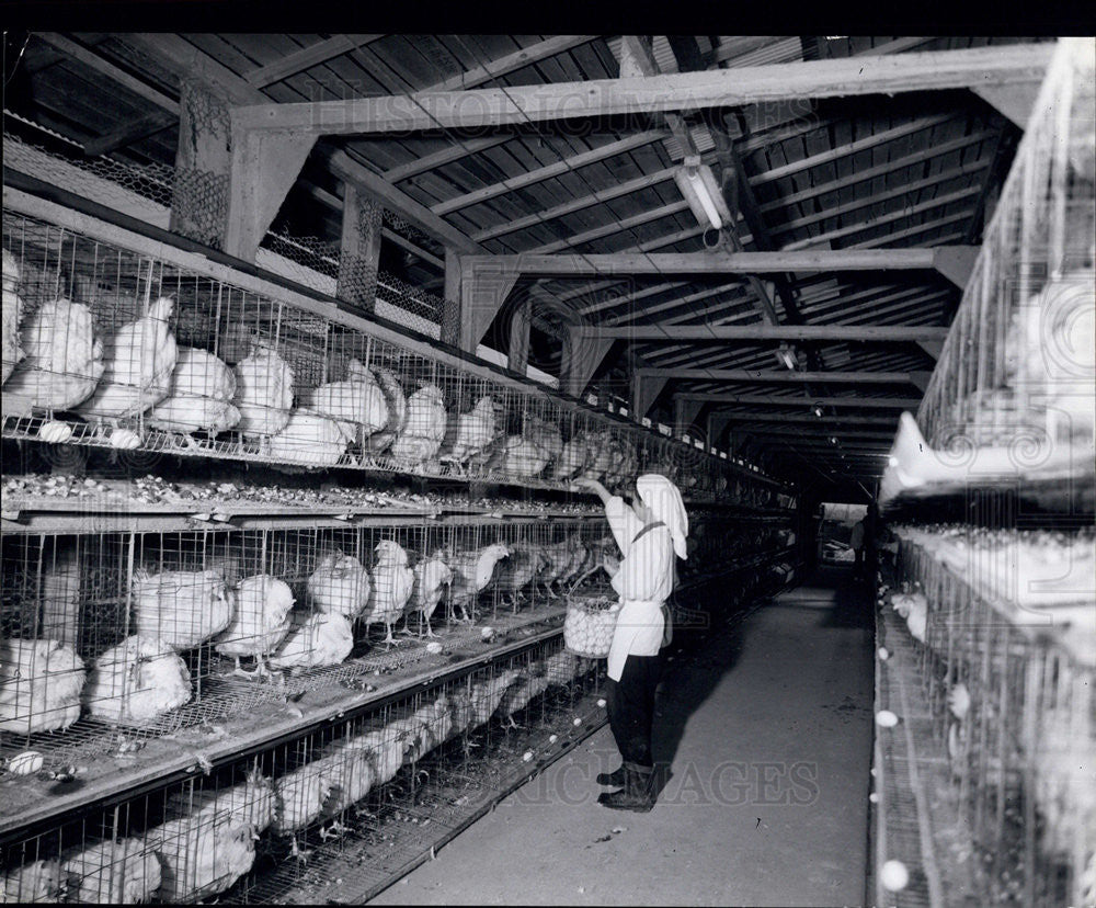 Press Photo Poultry Farm in Japan - Historic Images