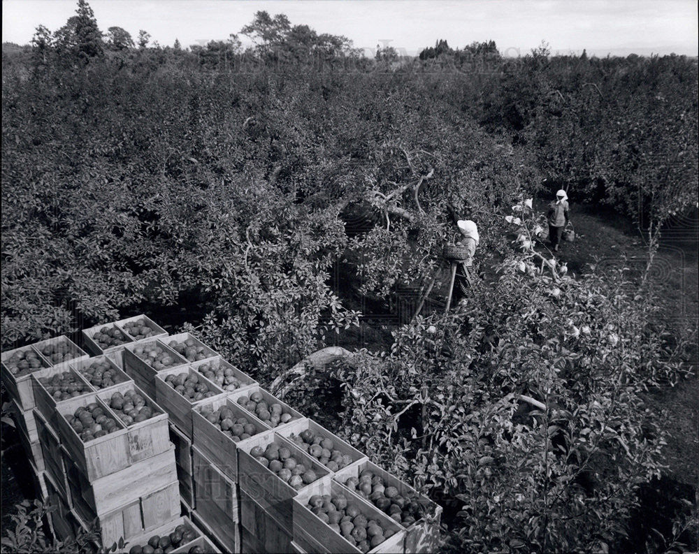 Press Photo Apple Harvesting in Japan - Historic Images