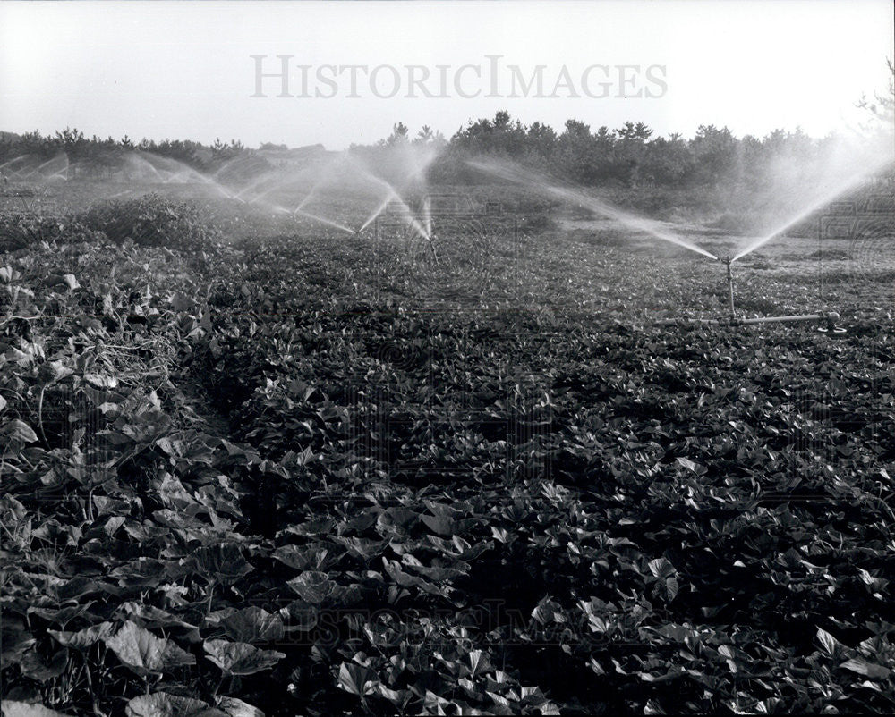 Press Photo Rice Farm in Japan after Harvest - Historic Images