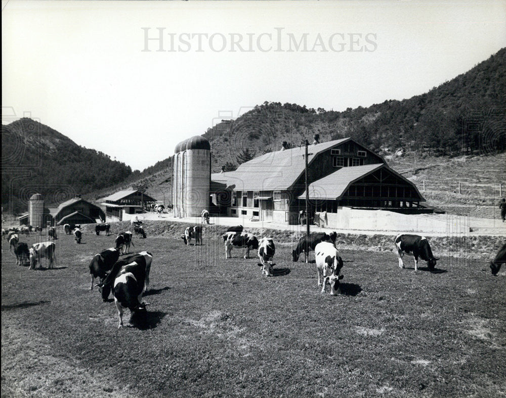 1965 Press Photo Japanese dairy farm - Historic Images