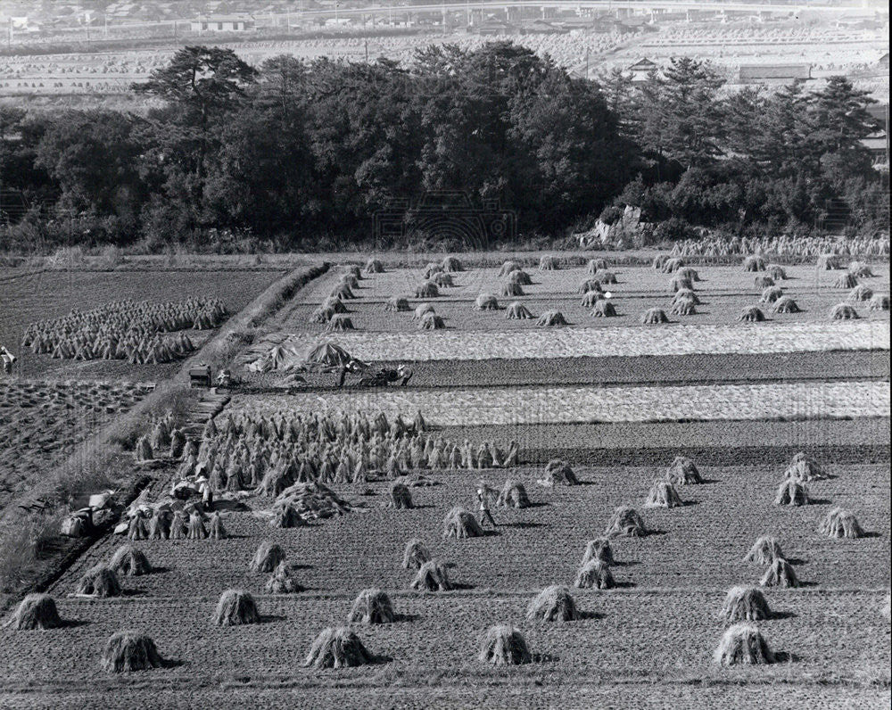 Press Photo Agriculture japan vegetable cultivation - Historic Images