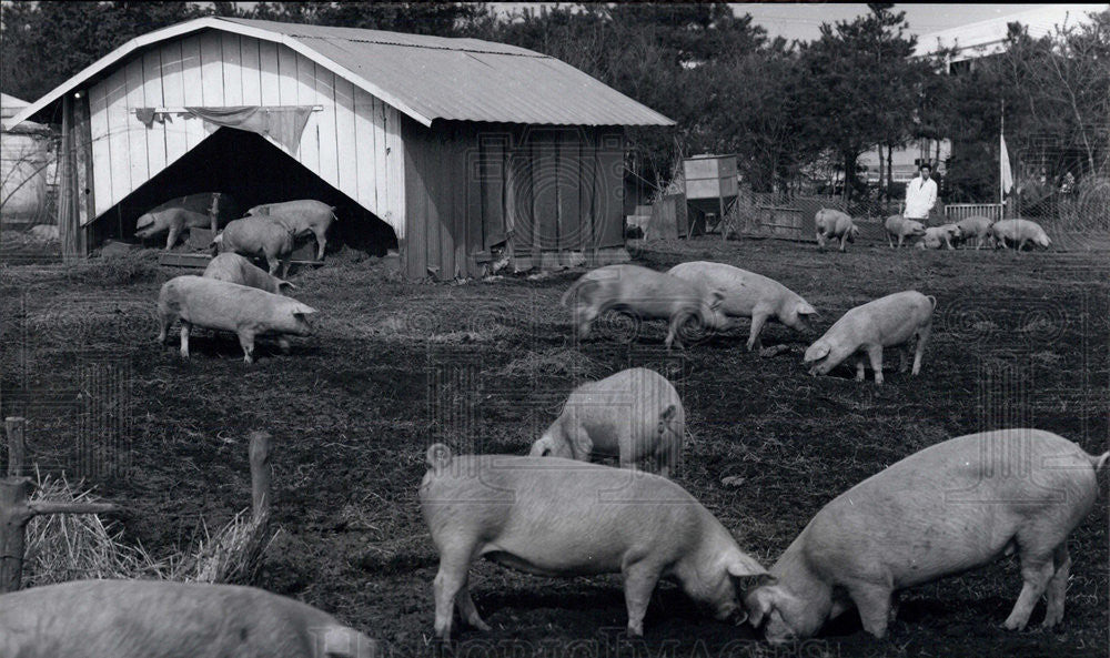 Press Photo raising hogs agriculture Japan - Historic Images