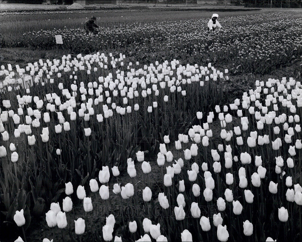 Press Photo Japanese Nurserymen Tending Tulips - Historic Images