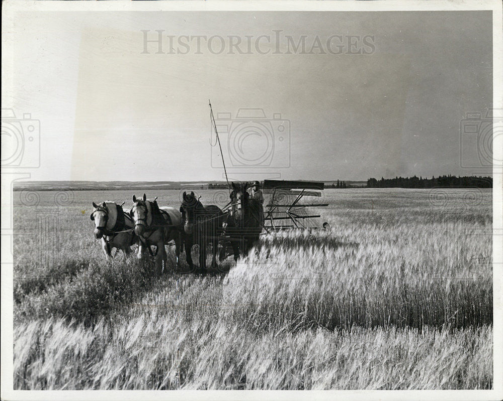 1941 Press Photo Harvesting Barley on Northern Alberta Prarie West of Edmonton - Historic Images