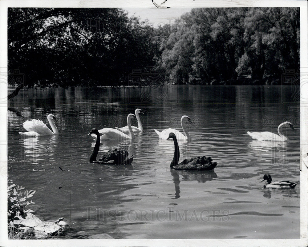 1961 Press Photo Imported Swans From England for Canadian Shakespeare Festival - Historic Images