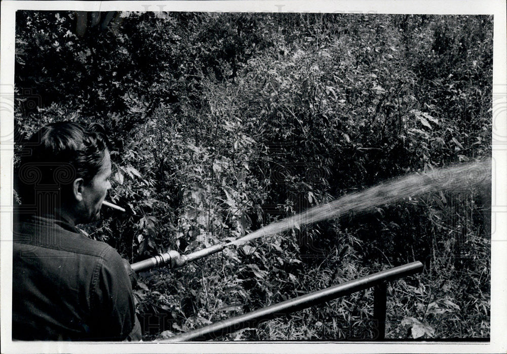 1969 Press Photo Marijuana plants being destroyed - Historic Images