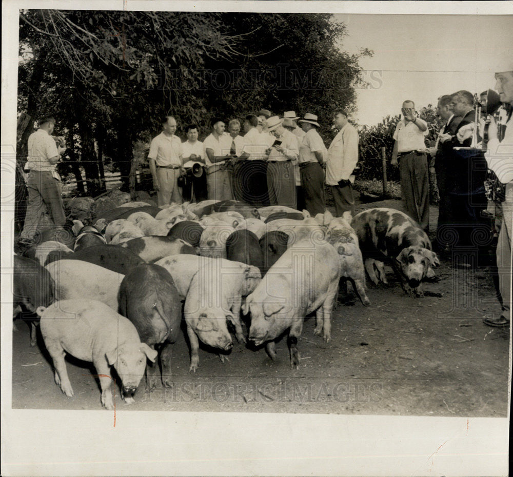 1955 Press Photo Russian Farmers Examining Hogs - Historic Images