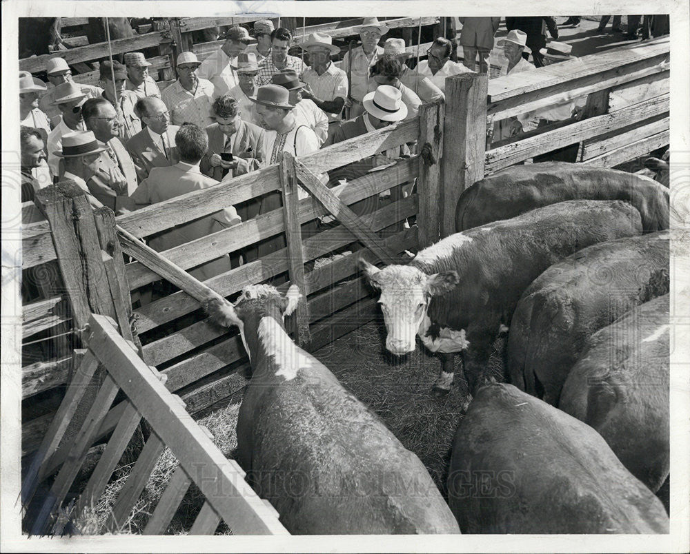 1955 Press Photo Communist Vistors Examining American Steer - Historic Images