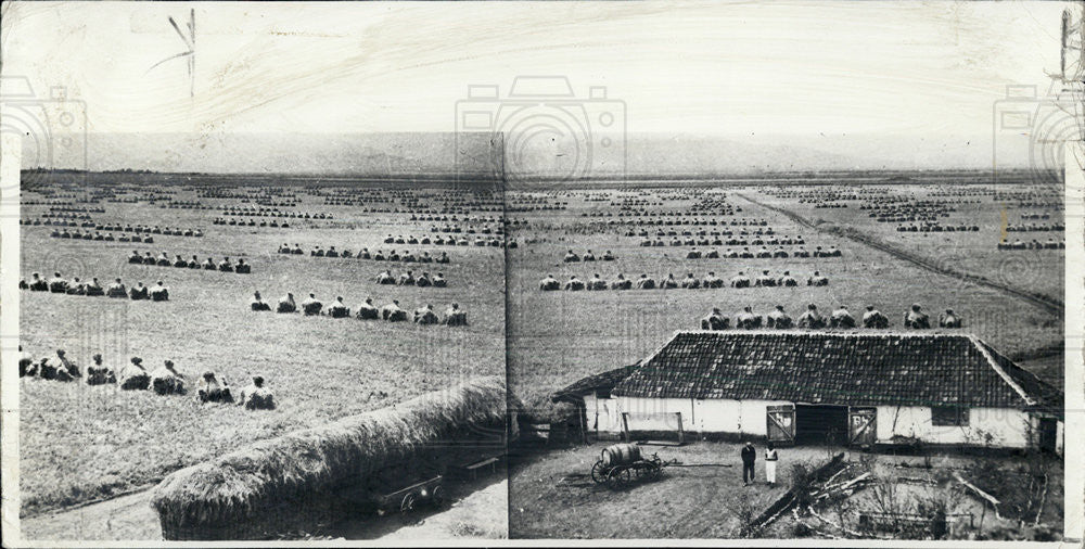 1941 Press Photo A collective farm in Russia, this grain is the objective of - Historic Images