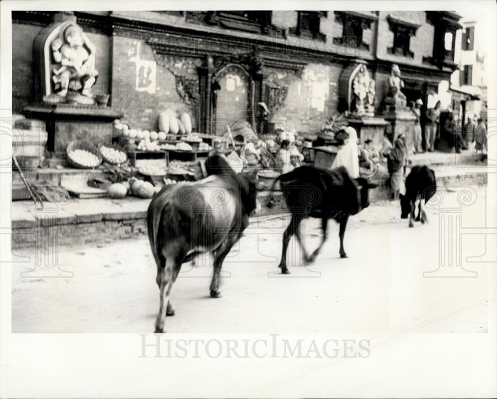 1960 Press Photo Street Patan Nepal Cows Statue People - Historic Images