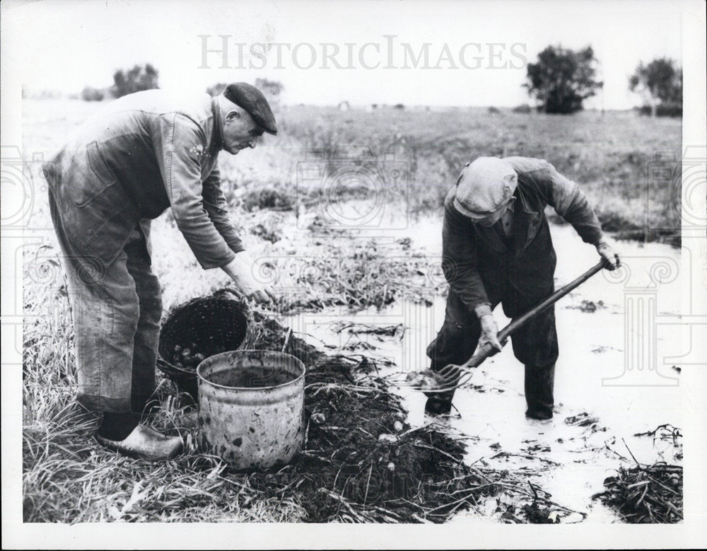 1957 Press Photo Meppel Holland Dutch Farmers Harvest Potatoes - Historic Images