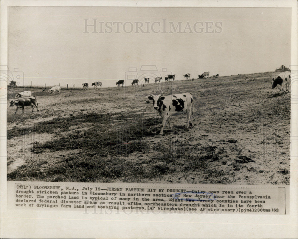 1962 Press Photo New Jersey Cows Drought Bloomsbury - Historic Images